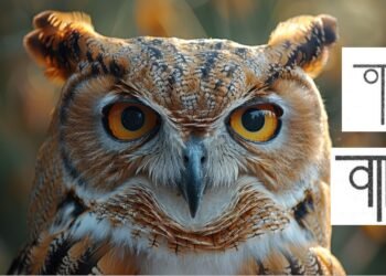 What is the Meaning of the Owl as a Symbol?